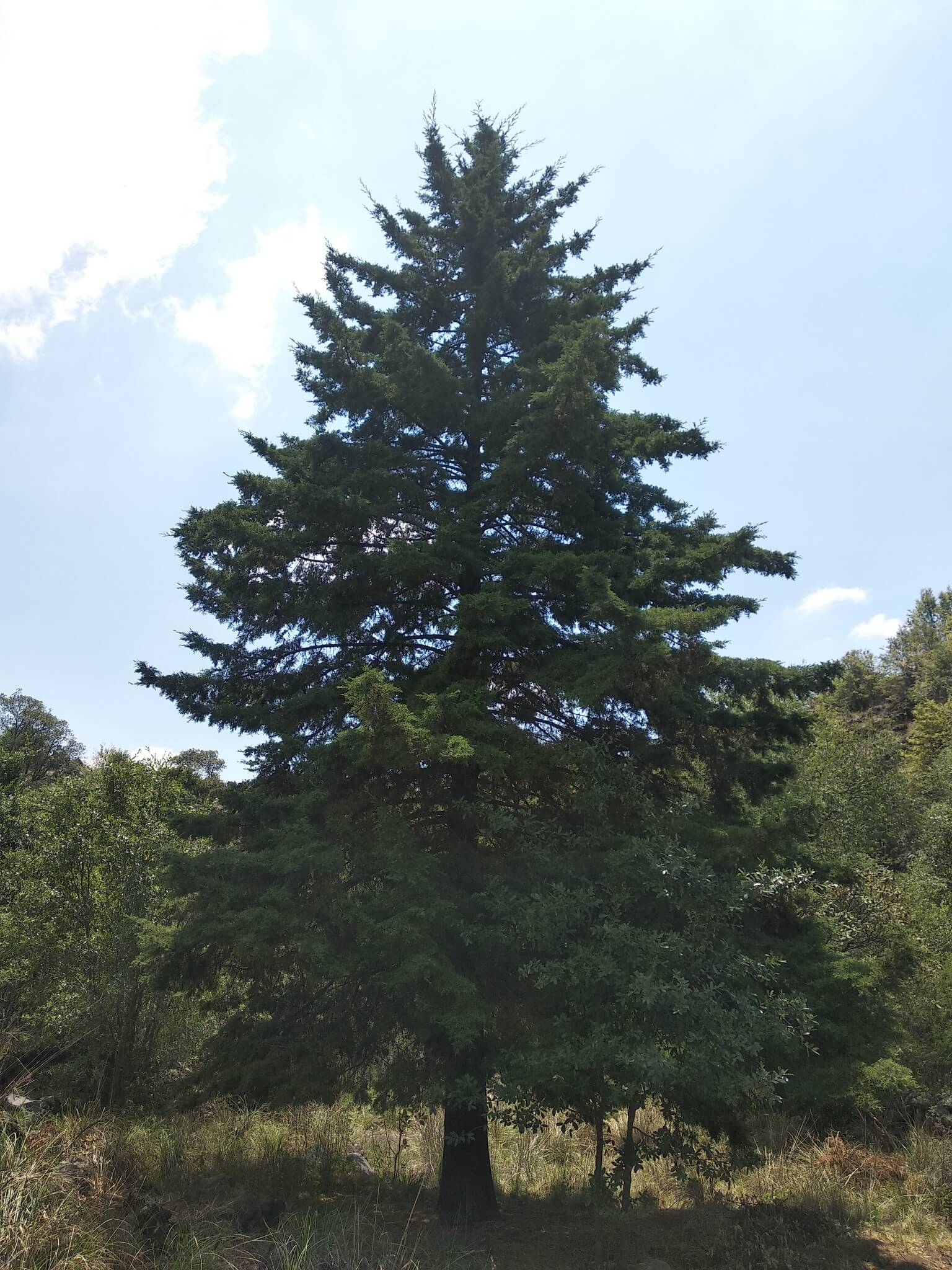 Cupressus lusitanica
